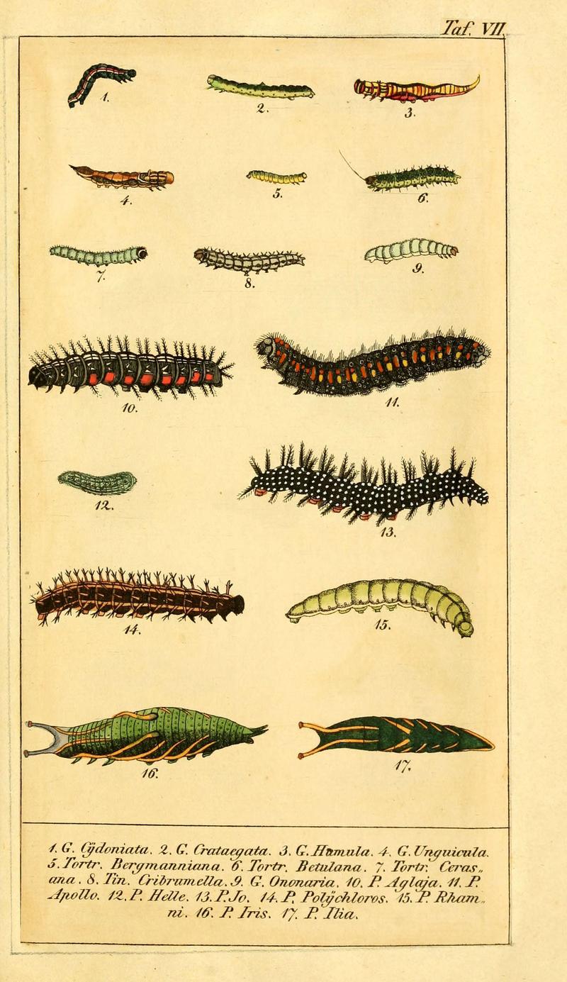 Chronologischer Raupenkalender, oder, Naturgeschichte der europäischen Raupen (Taf. VII) (6029441397)