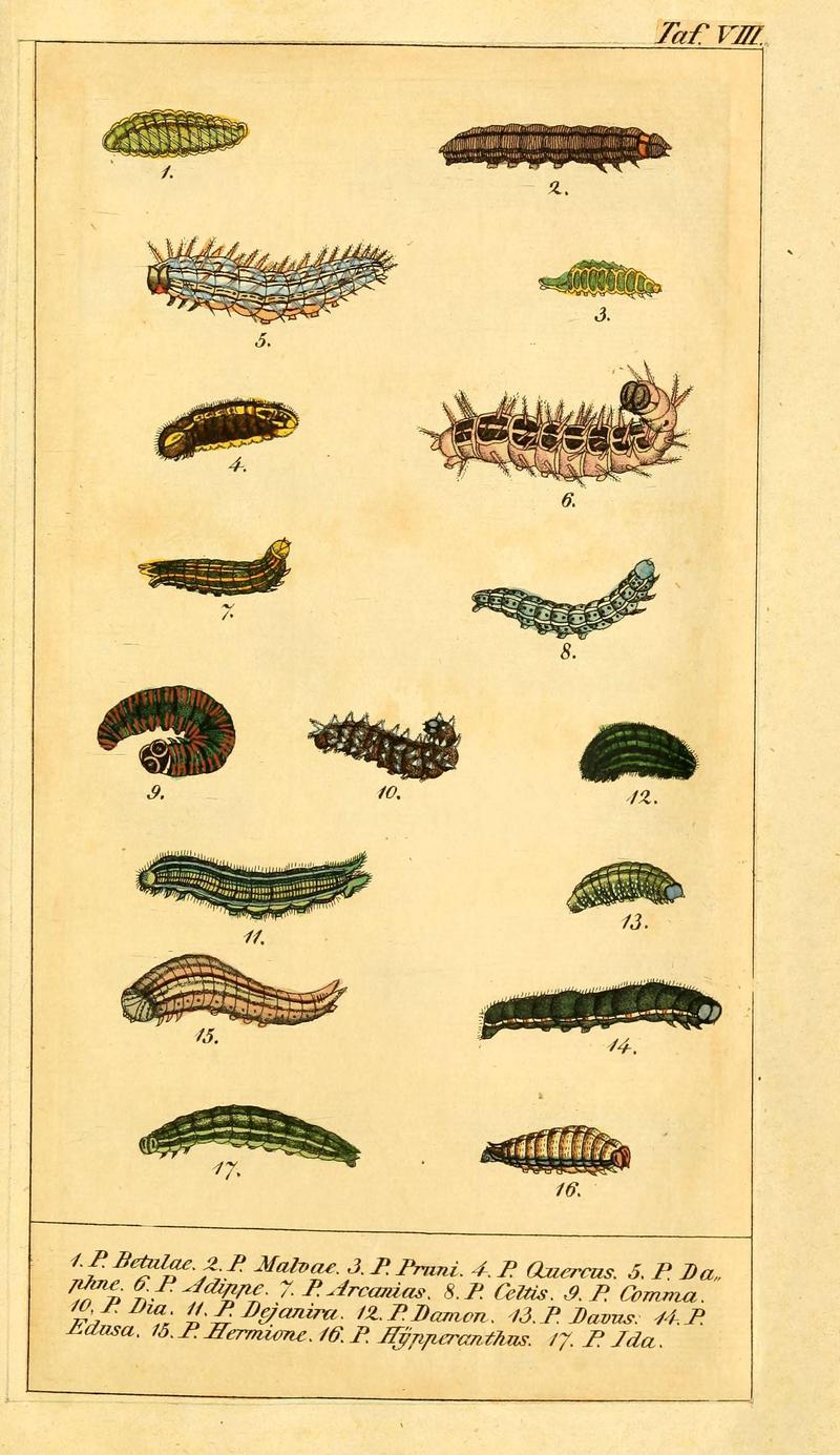 Chronologischer Raupenkalender, oder, Naturgeschichte der europäischen Raupen (Taf. VIII) (6029996504)