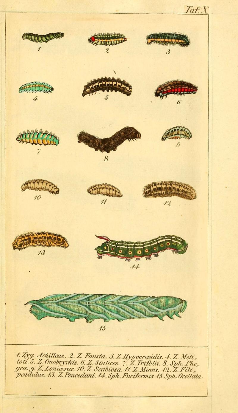 Chronologischer Raupenkalender, oder, Naturgeschichte der europäischen Raupen (Taf. X) (6029442089)