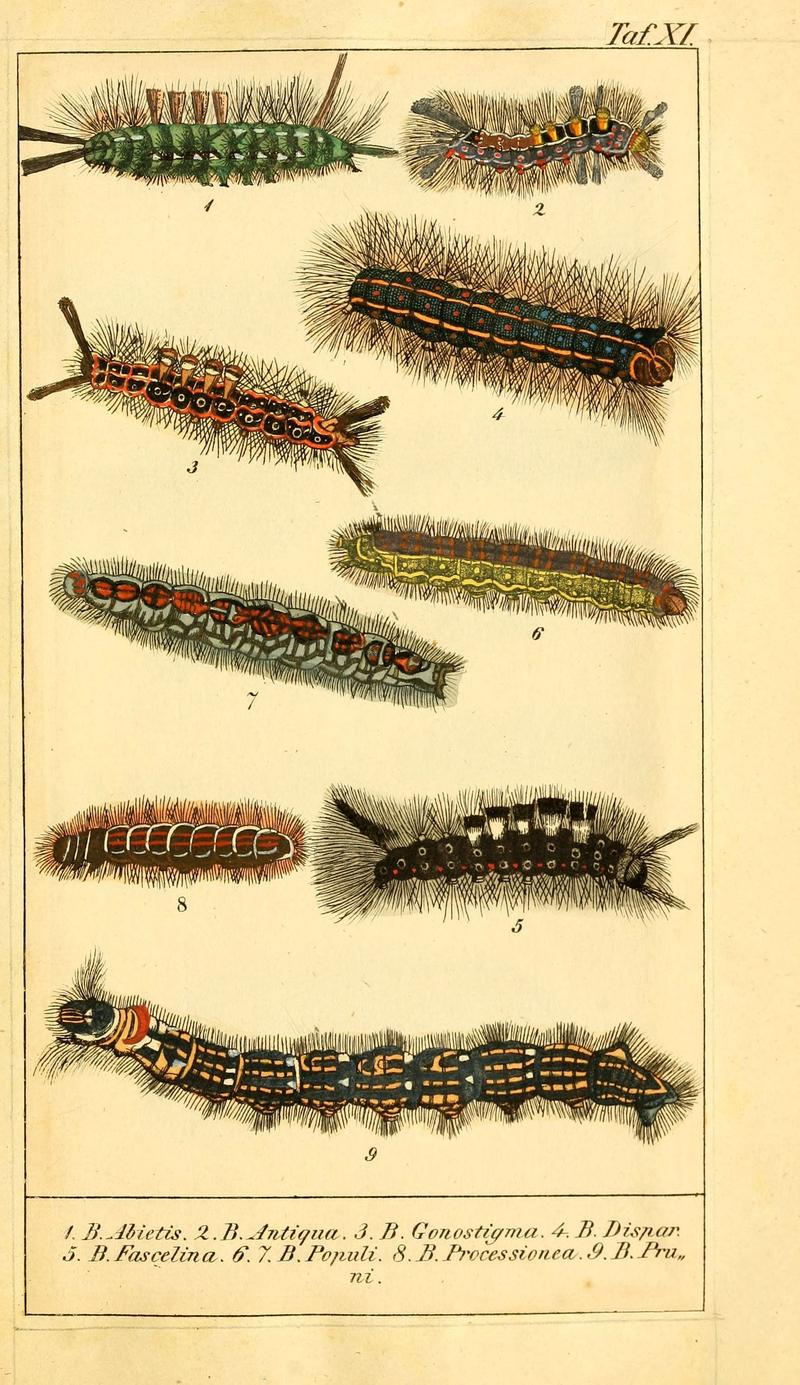 Chronologischer Raupenkalender, oder, Naturgeschichte der europäischen Raupen (Taf. XI) (6029997210)