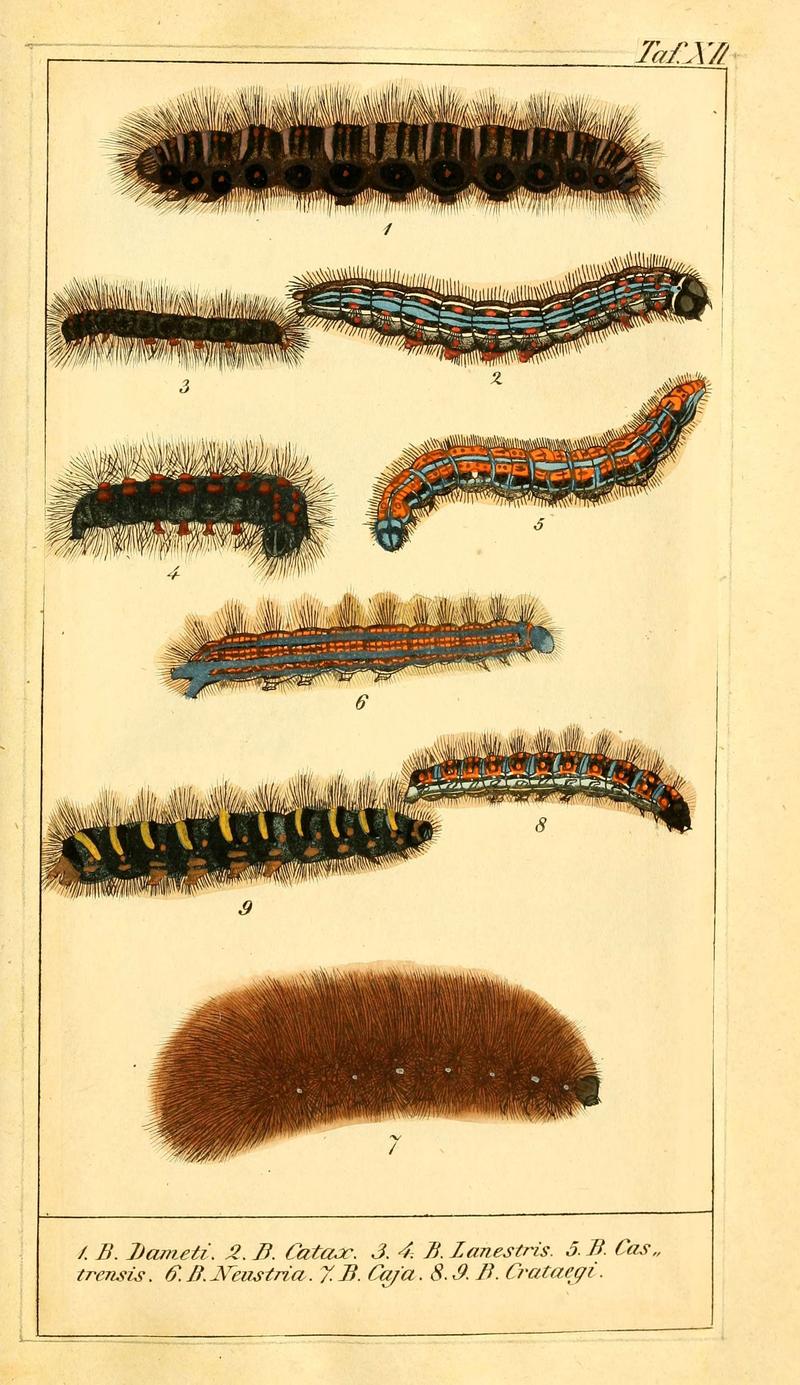Chronologischer Raupenkalender, oder, Naturgeschichte der europäischen Raupen (Taf. XII) (6029997438)