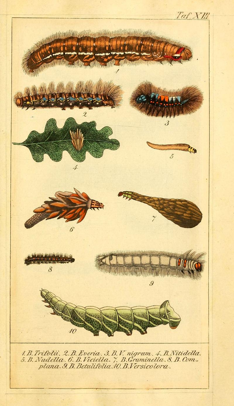 Chronologischer Raupenkalender, oder, Naturgeschichte der europäischen Raupen (Taf. XIII) (6029997640)