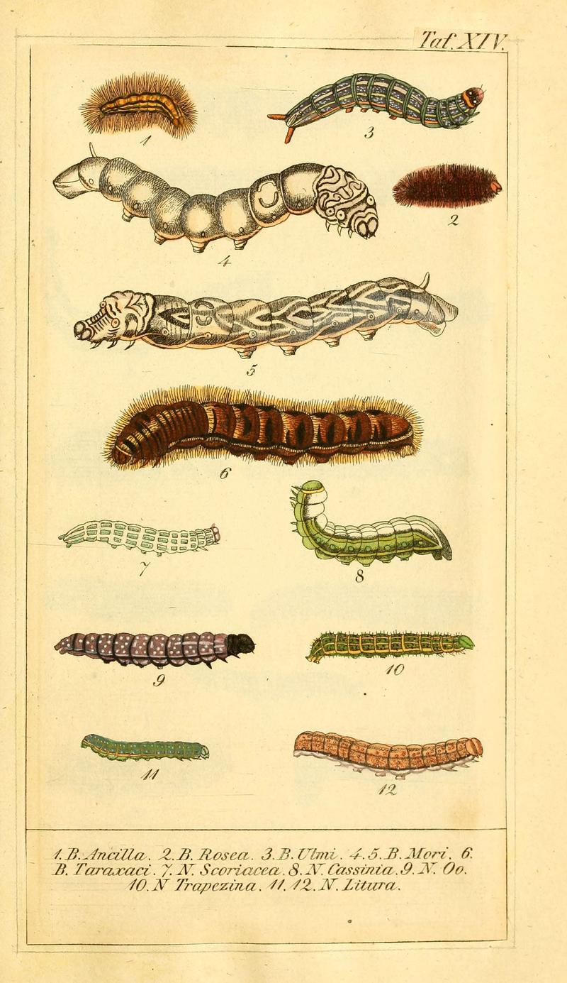 Chronologischer Raupenkalender, oder, Naturgeschichte der europäischen Raupen (Taf. XIV) (6029997960)