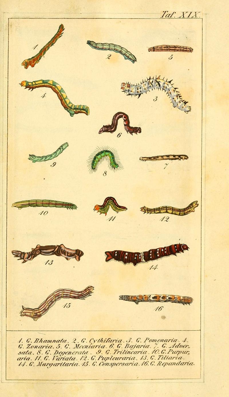 Chronologischer Raupenkalender, oder, Naturgeschichte der europäischen Raupen (Taf. XIX) (6029444449)