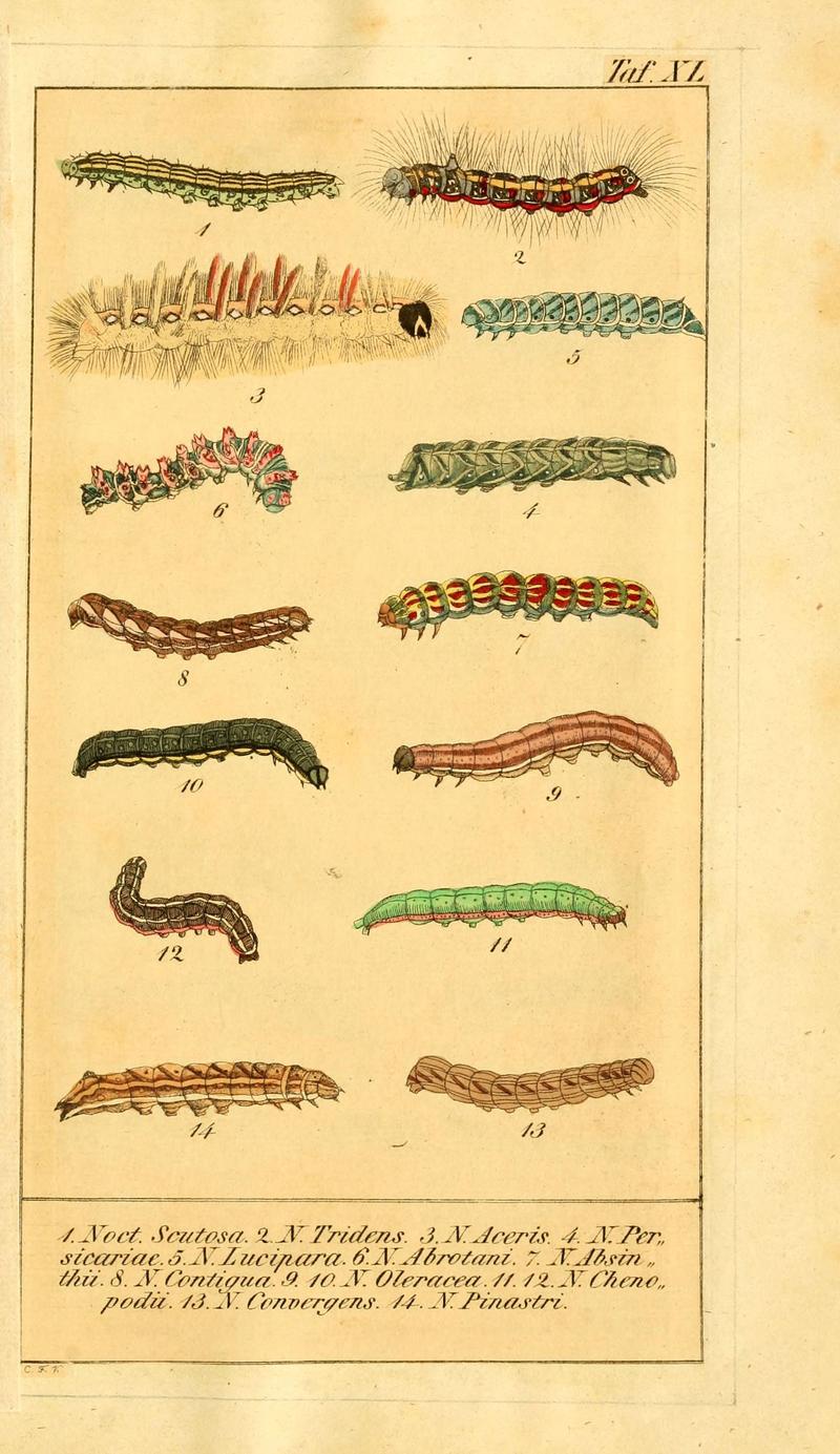 Chronologischer Raupenkalender, oder, Naturgeschichte der europäischen Raupen (Taf. XL) (6030006654)