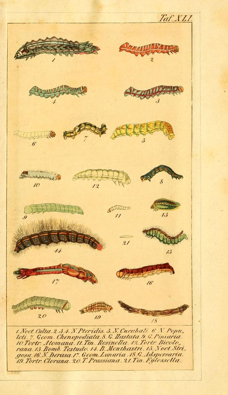 Chronologischer Raupenkalender, oder, Naturgeschichte der europäischen Raupen (Taf. XLI) (6029451987)