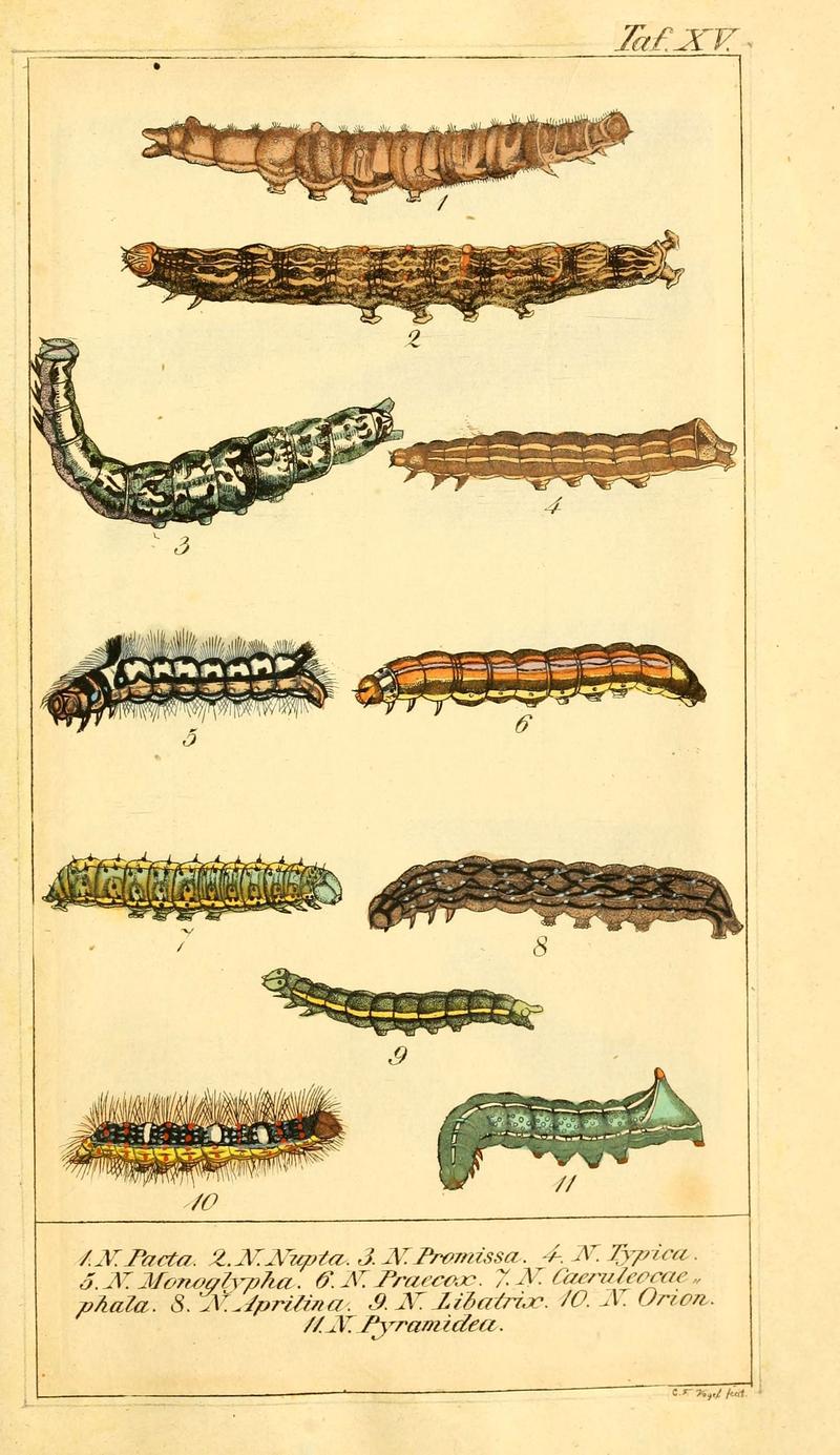 Chronologischer Raupenkalender, oder, Naturgeschichte der europäischen Raupen (Taf. XV) (6029998252)