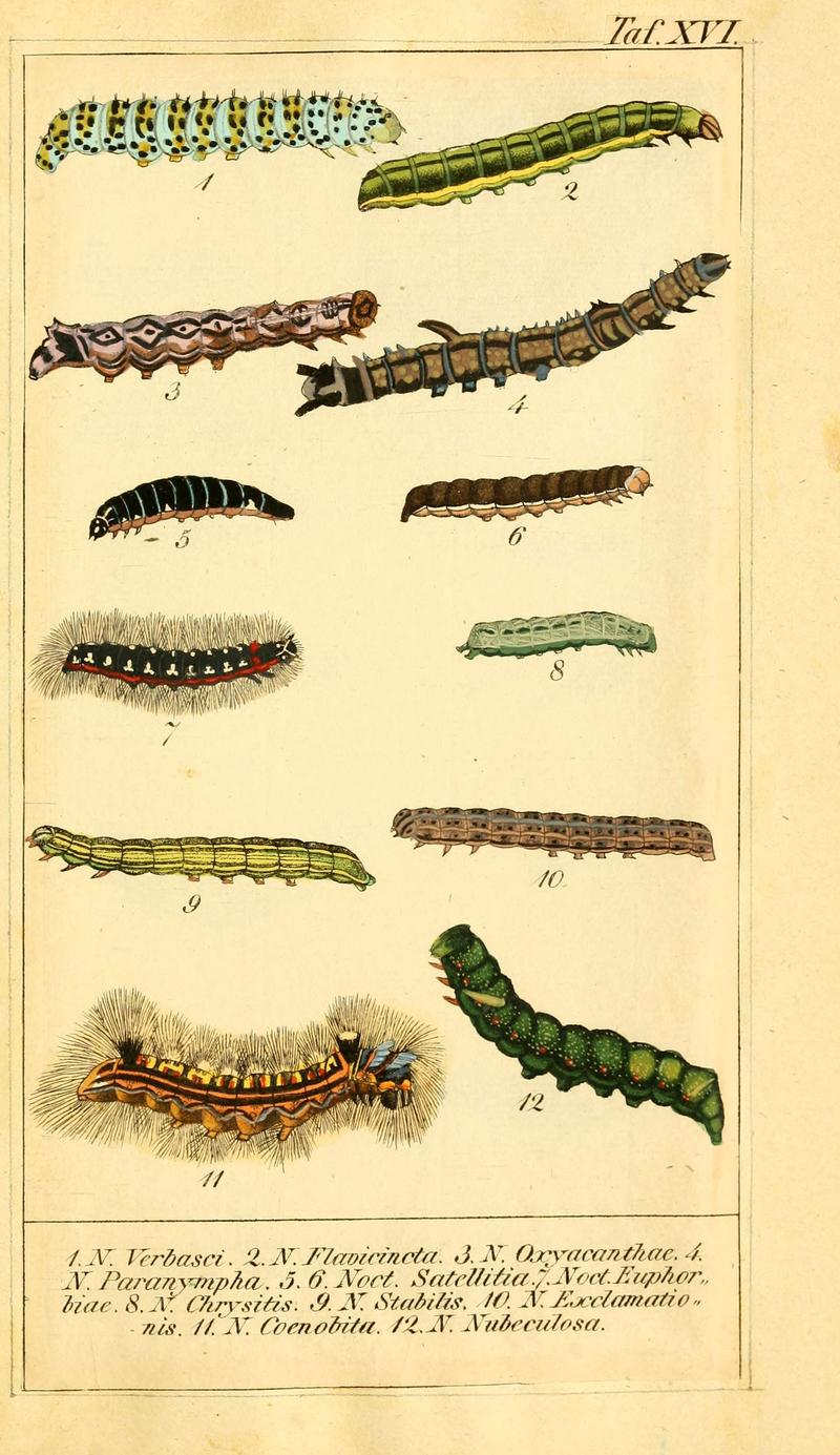 Chronologischer Raupenkalender, oder, Naturgeschichte der europäischen Raupen (Taf. XVI) (6029998596)