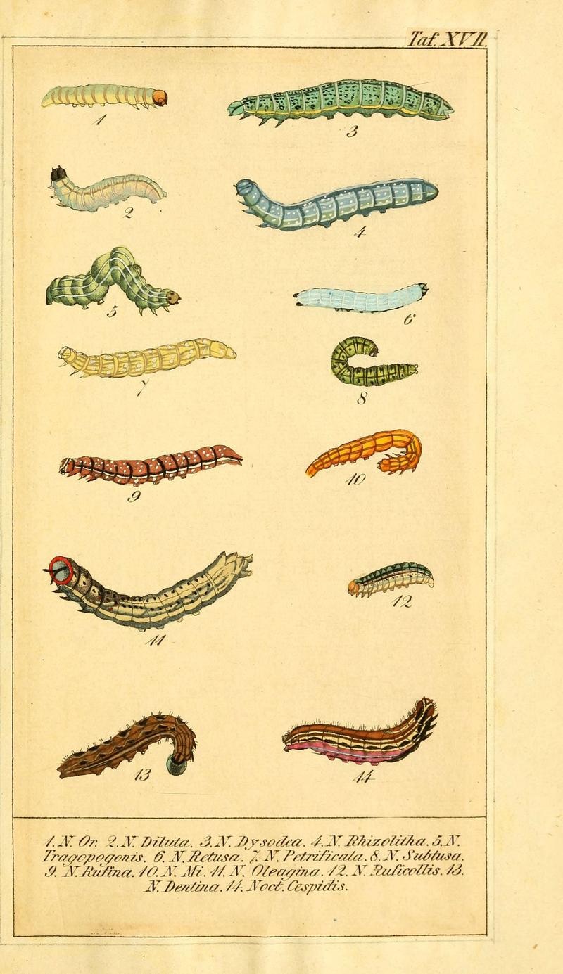 Chronologischer Raupenkalender, oder, Naturgeschichte der europäischen Raupen (Taf. XVII) (6029443929)