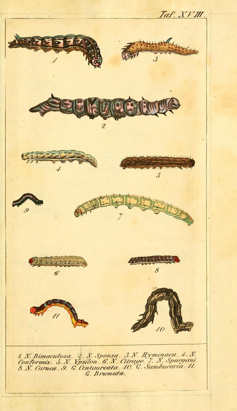 Chronologischer Raupenkalender, oder, Naturgeschichte der europäischen Raupen (Taf. XVIII) (6029444277)