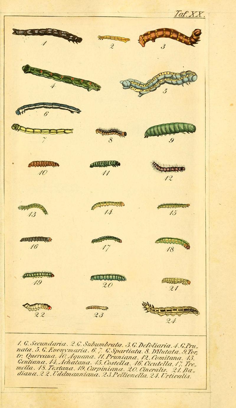 Chronologischer Raupenkalender, oder, Naturgeschichte der europäischen Raupen (Taf. XX) (6029444773)
