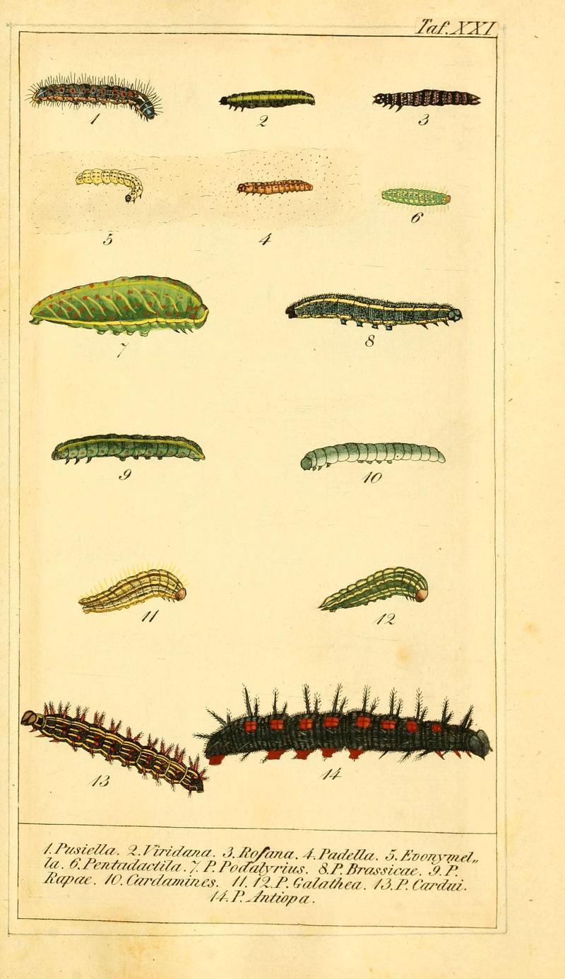 Chronologischer Raupenkalender, oder, Naturgeschichte der europäischen Raupen (Taf. XXI) (6029445041)