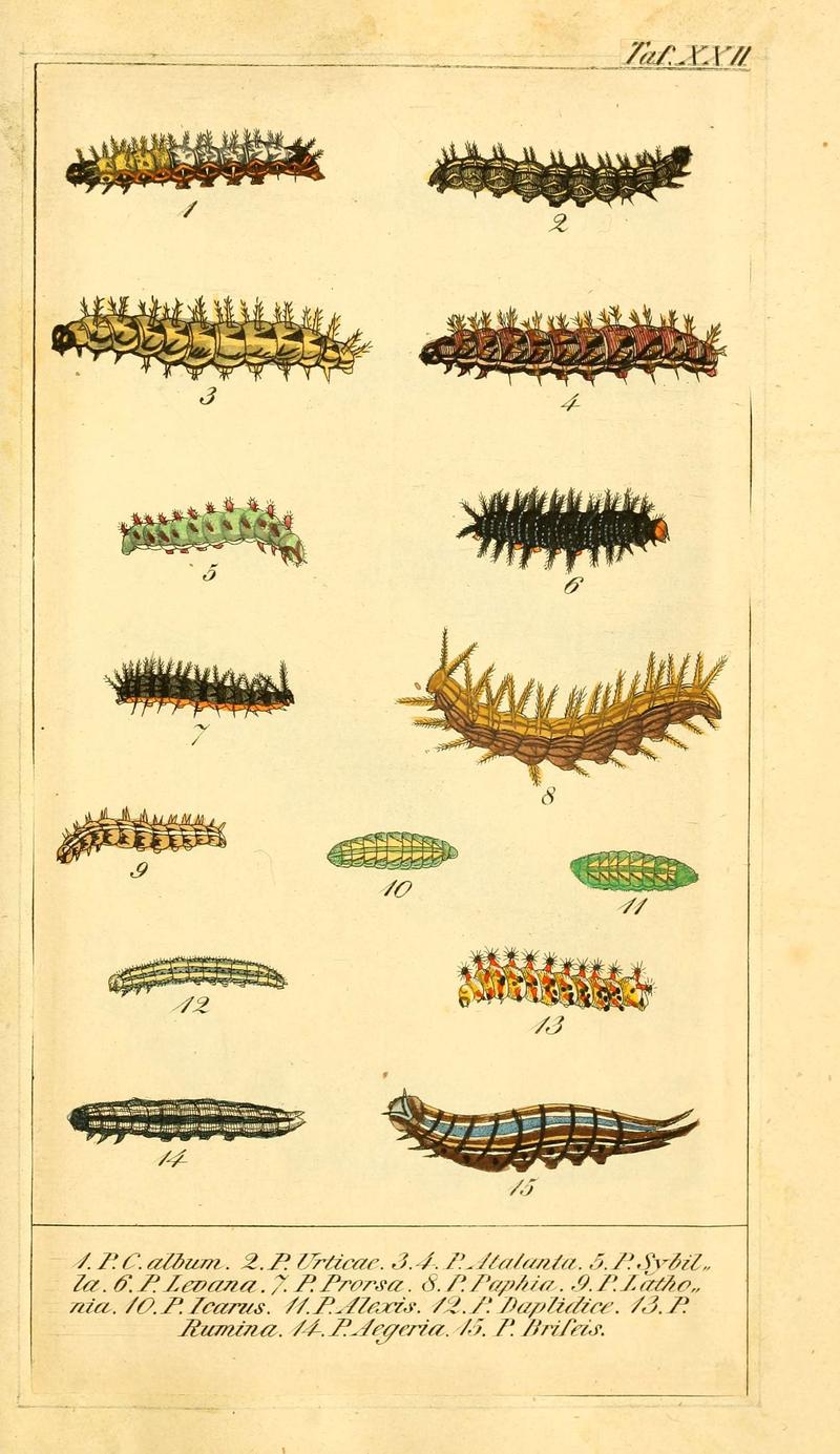 Chronologischer Raupenkalender, oder, Naturgeschichte der europäischen Raupen (Taf. XXII) (6030000254)
