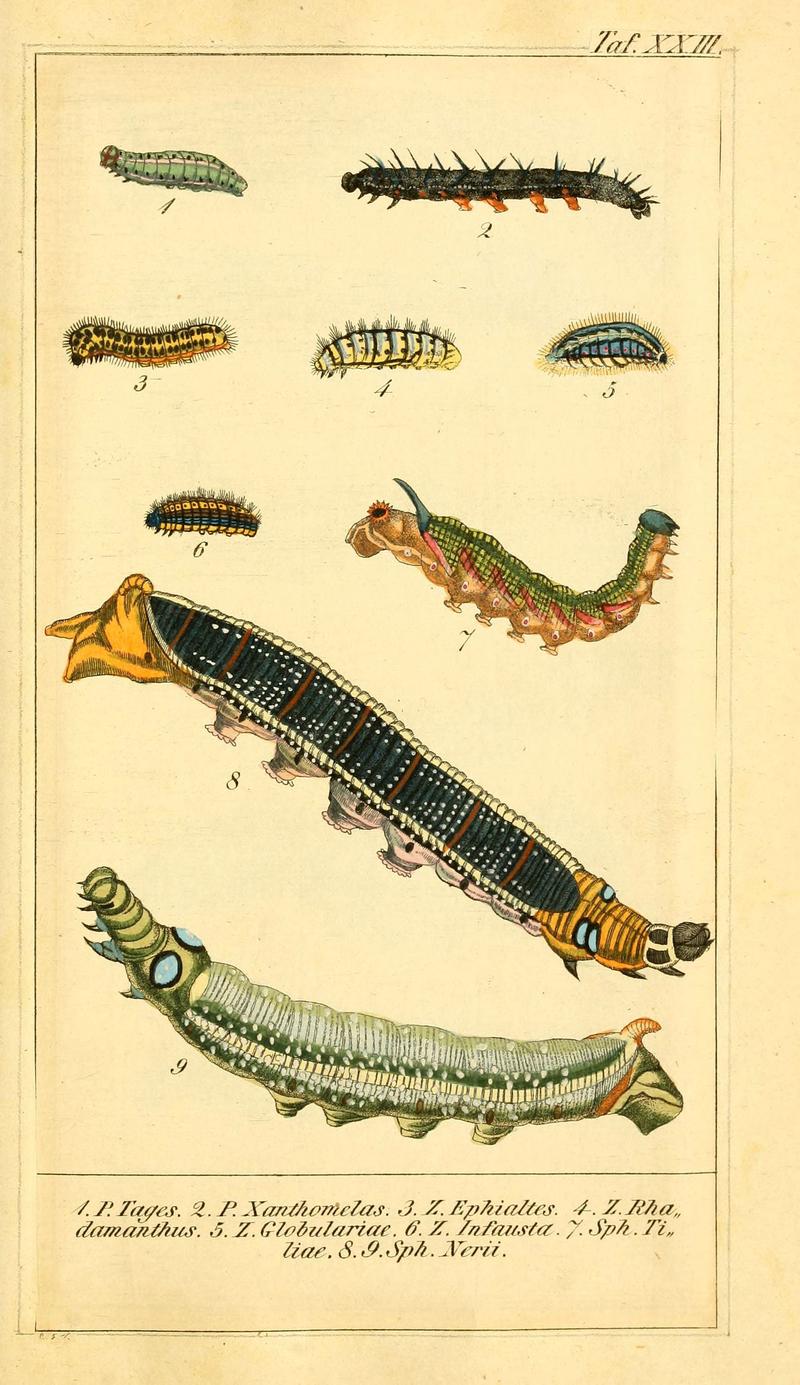 Chronologischer Raupenkalender, oder, Naturgeschichte der europäischen Raupen (Taf. XXIII) (6029445499)