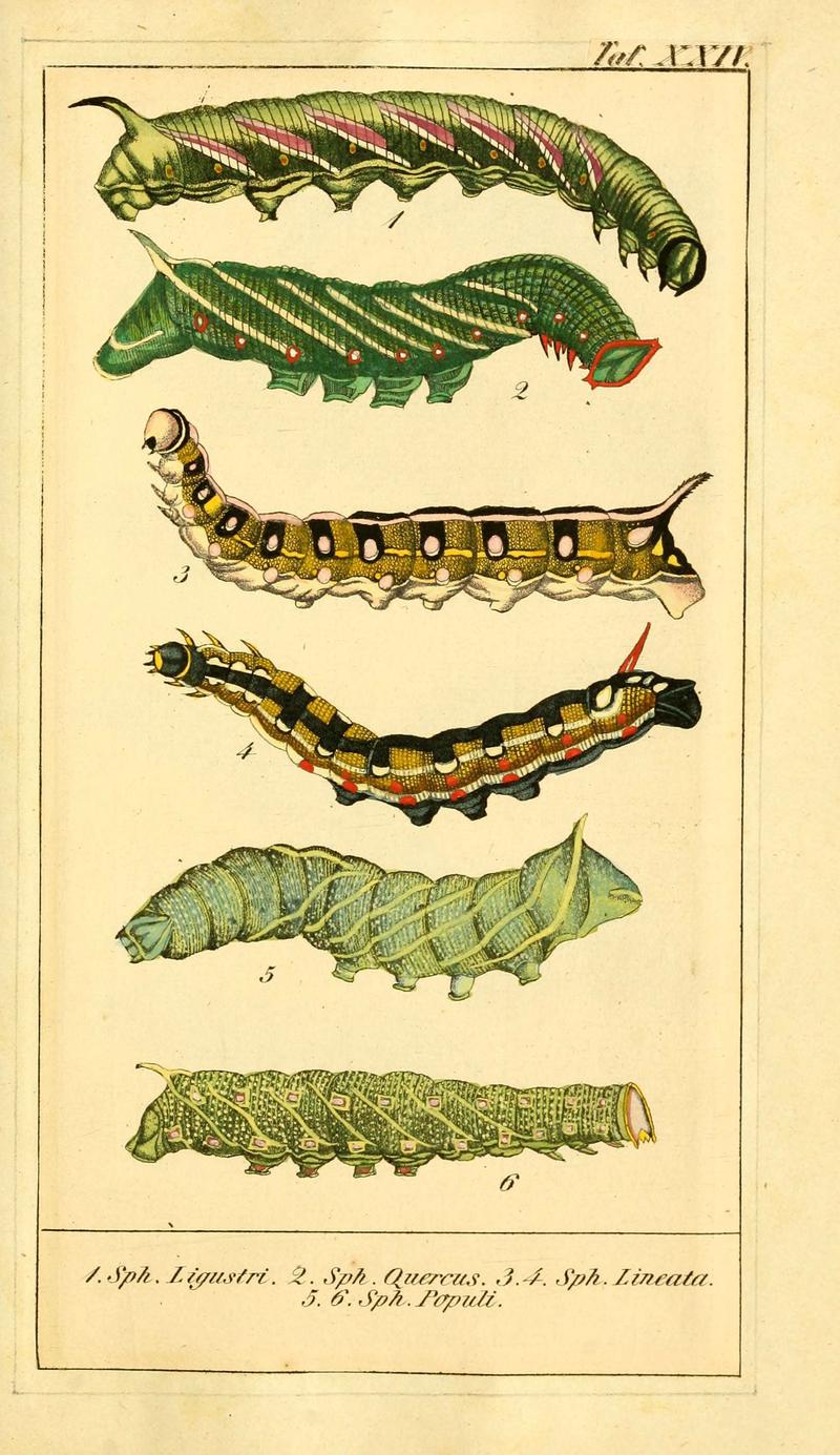 Chronologischer Raupenkalender, oder, Naturgeschichte der europäischen Raupen (Taf. XXIV) (6030000974)