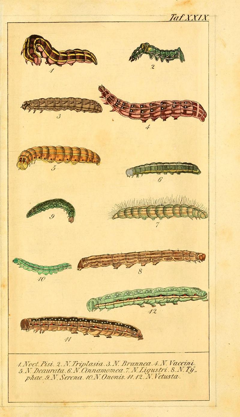 Chronologischer Raupenkalender, oder, Naturgeschichte der europäischen Raupen (Taf. XXIX) (6029448099)