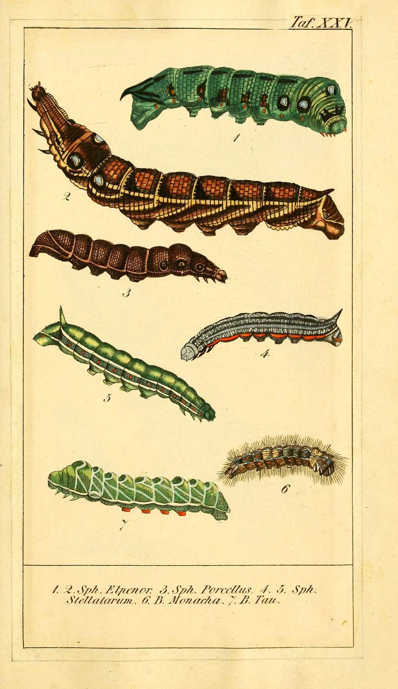 Chronologischer Raupenkalender, oder, Naturgeschichte der europäischen Raupen (Taf. XXV) (6030001312)