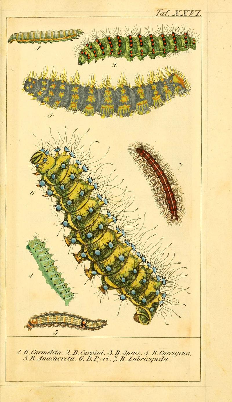 Chronologischer Raupenkalender, oder, Naturgeschichte der europäischen Raupen (Taf. XXVI) (6030001554)