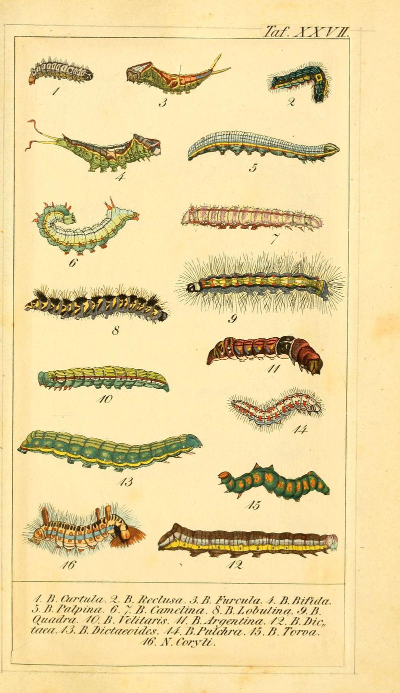 Chronologischer Raupenkalender, oder, Naturgeschichte der europäischen Raupen (Taf. XXVII) (6029446907)