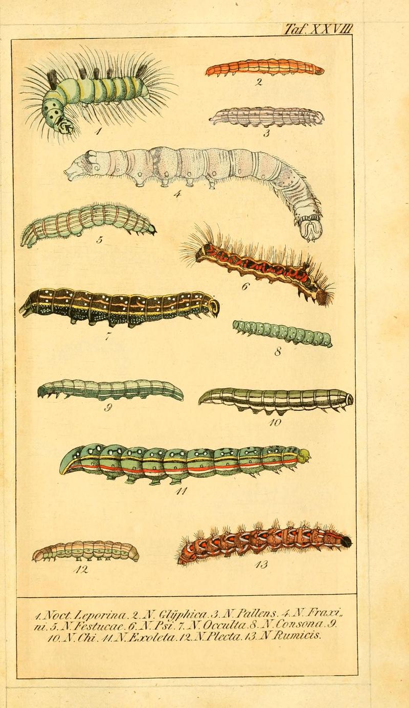 Chronologischer Raupenkalender, oder, Naturgeschichte der europäischen Raupen (Taf. XXVIII) (6030002240)