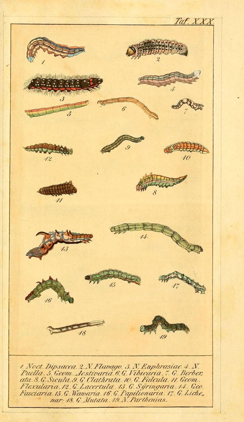 Chronologischer Raupenkalender, oder, Naturgeschichte der europäischen Raupen (Taf. XXX) (6030003086)