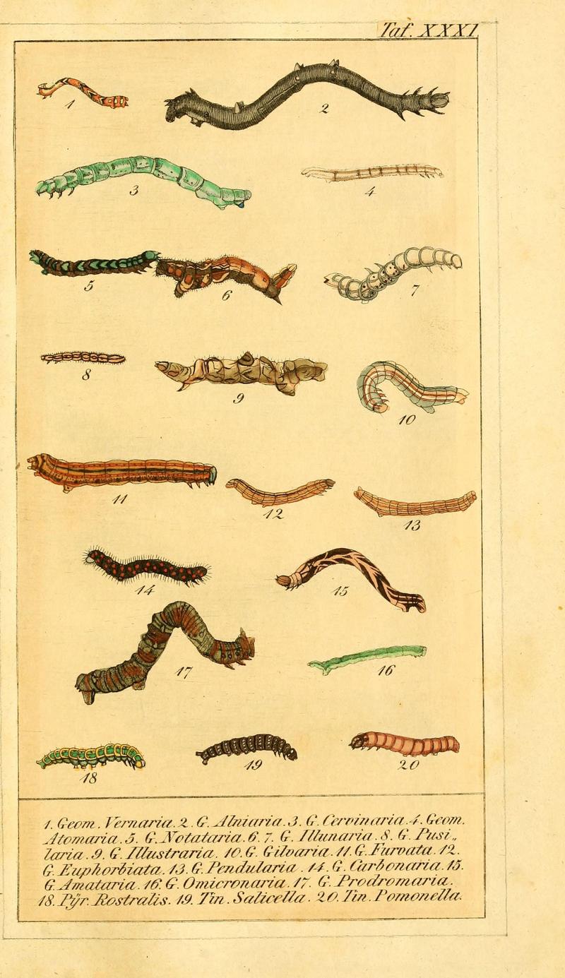 Chronologischer Raupenkalender, oder, Naturgeschichte der europäischen Raupen (Taf. XXXI) (6030003430)