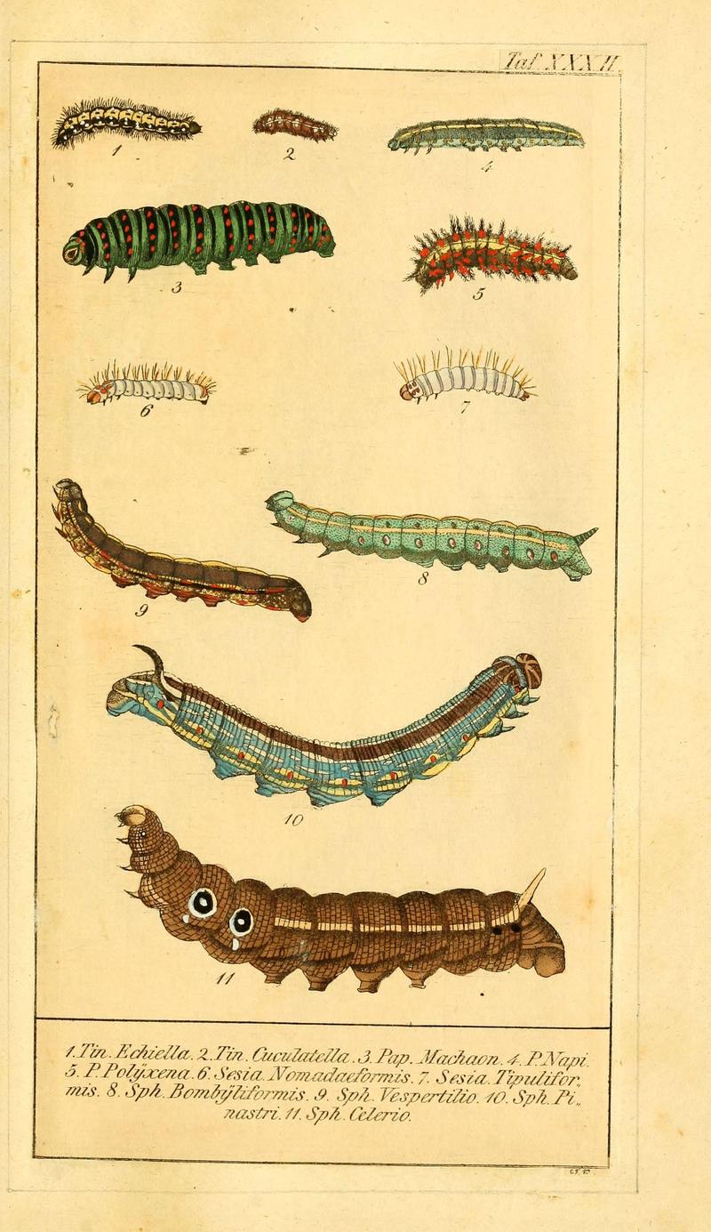 Chronologischer Raupenkalender, oder, Naturgeschichte der europäischen Raupen (Taf. XXXII) (6030003702)