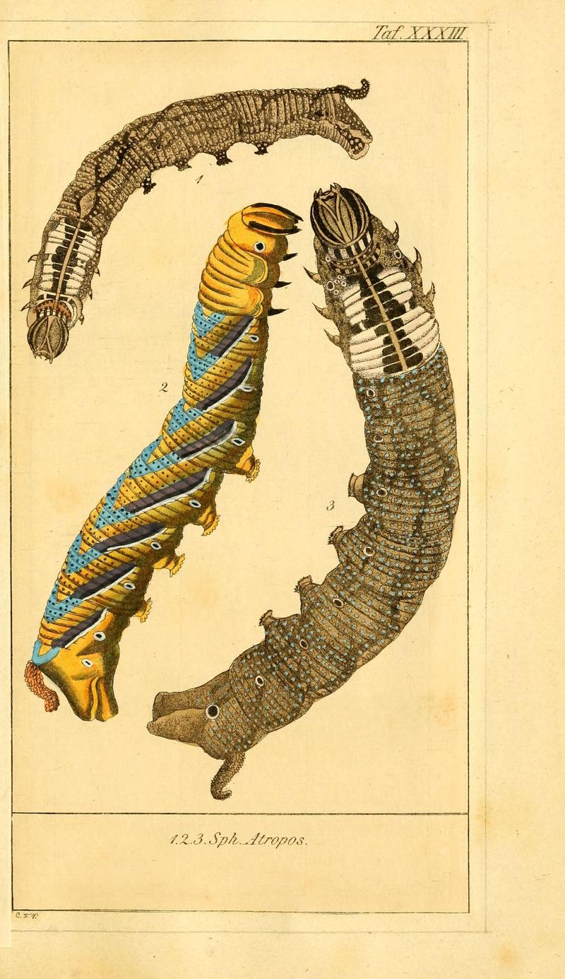 Chronologischer Raupenkalender, oder, Naturgeschichte der europäischen Raupen (Taf. XXXIII) (6029449279)