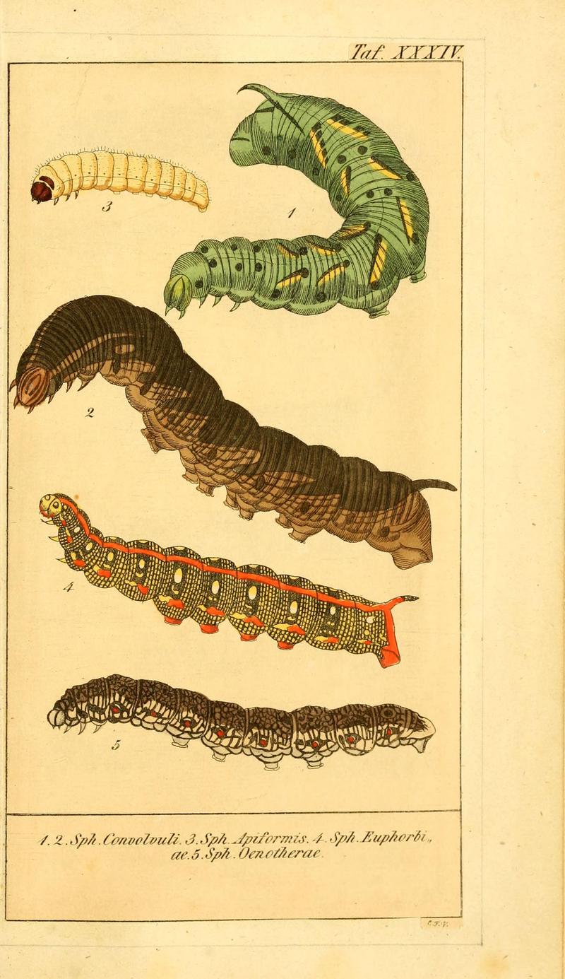 Chronologischer Raupenkalender, oder, Naturgeschichte der europäischen Raupen (Taf. XXXIV) (6029449609)