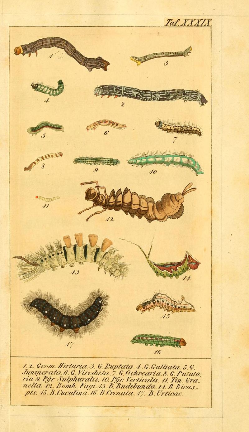 Chronologischer Raupenkalender, oder, Naturgeschichte der europäischen Raupen (Taf. XXXIX) (6029451445)