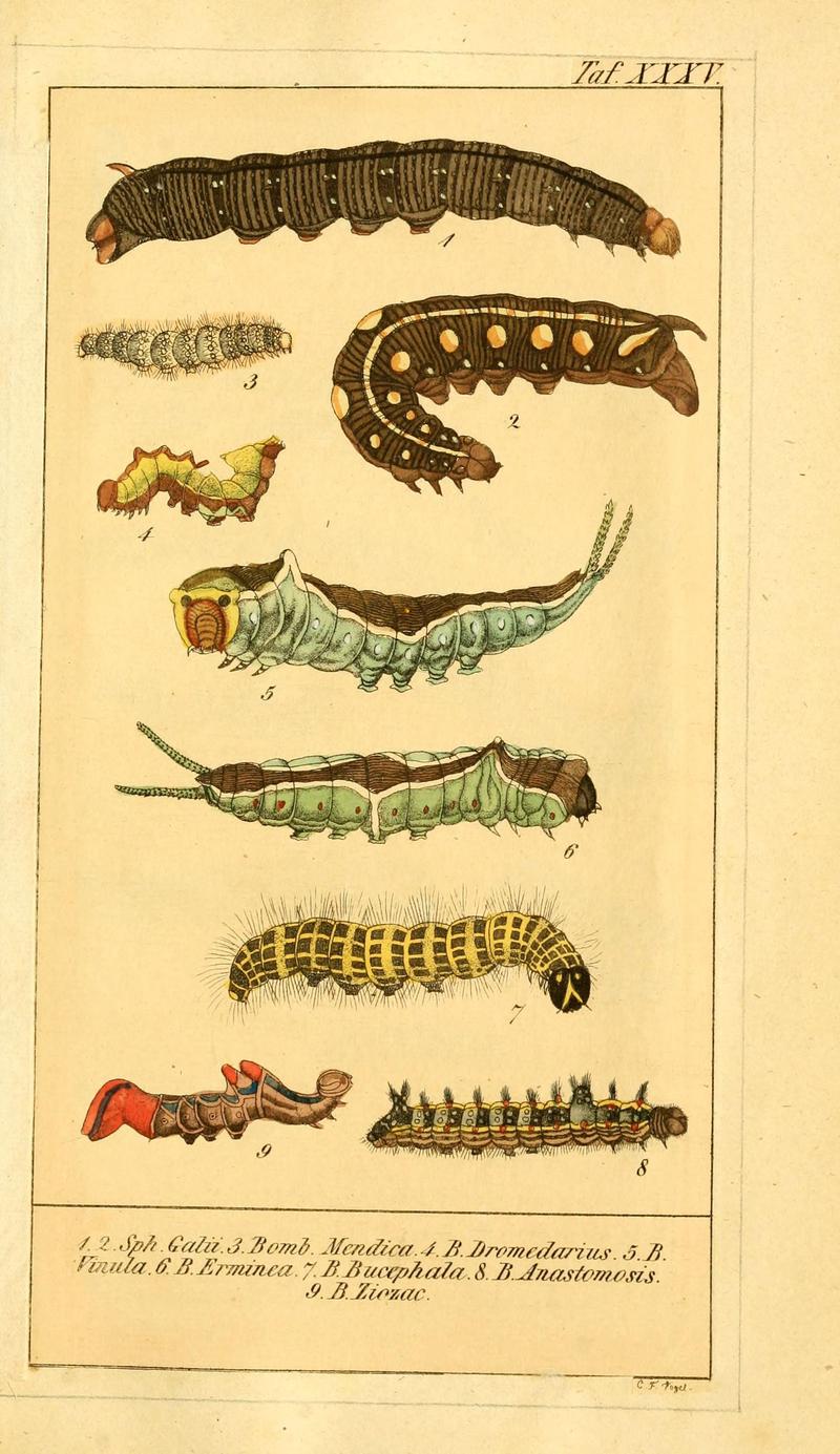 Chronologischer Raupenkalender, oder, Naturgeschichte der europäischen Raupen (Taf. XXXV) (6029450131)