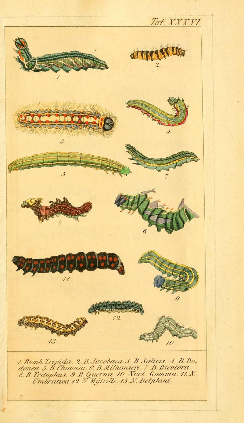 Chronologischer Raupenkalender, oder, Naturgeschichte der europäischen Raupen (Taf. XXXVI) (6030005392)