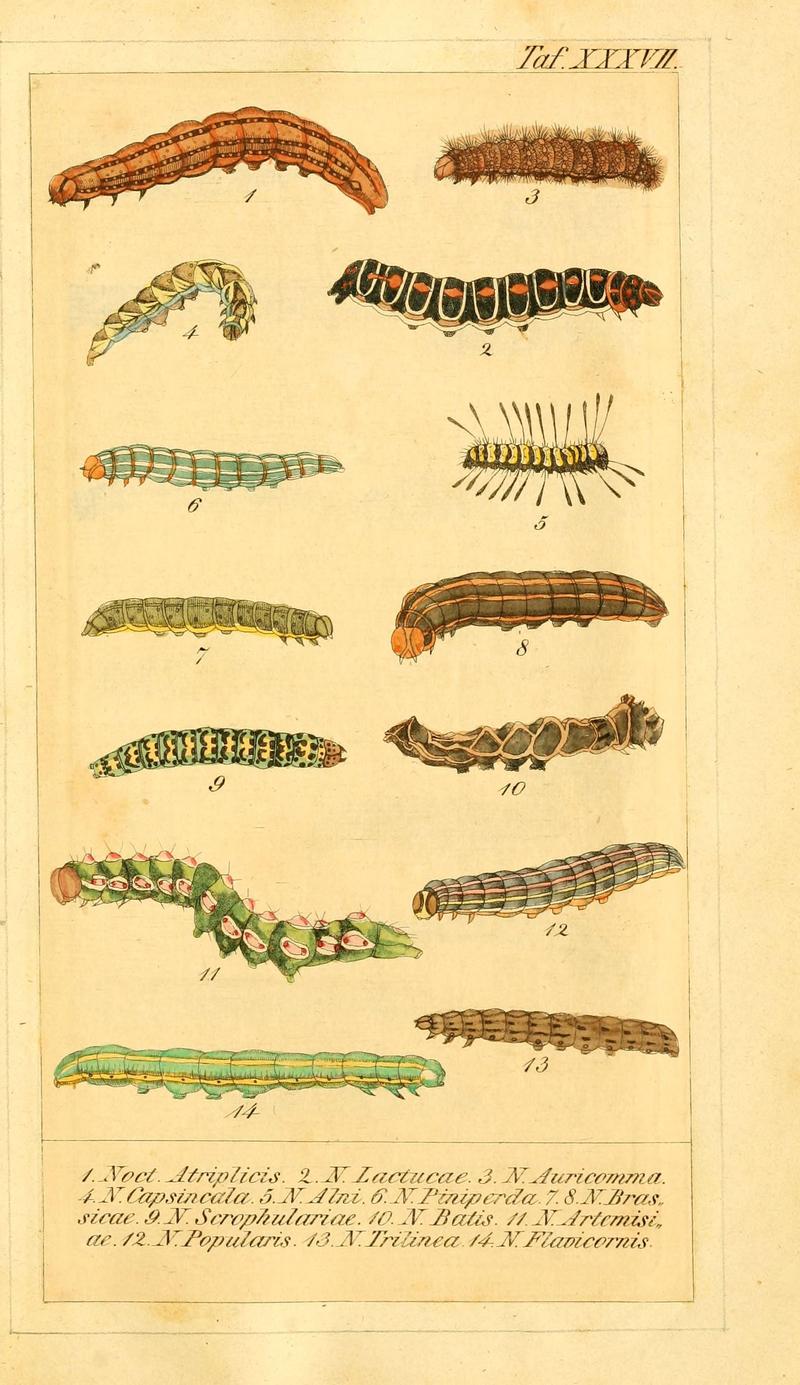 Chronologischer Raupenkalender, oder, Naturgeschichte der europäischen Raupen (Taf. XXXVII) (6029450797)