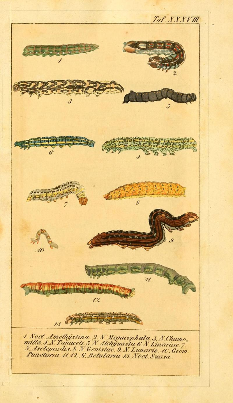 Chronologischer Raupenkalender, oder, Naturgeschichte der europäischen Raupen (Taf. XXXVIII) (6030006068)