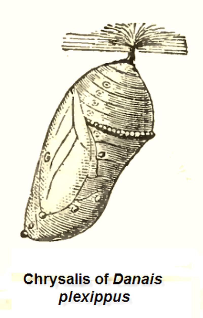 Chrysalis