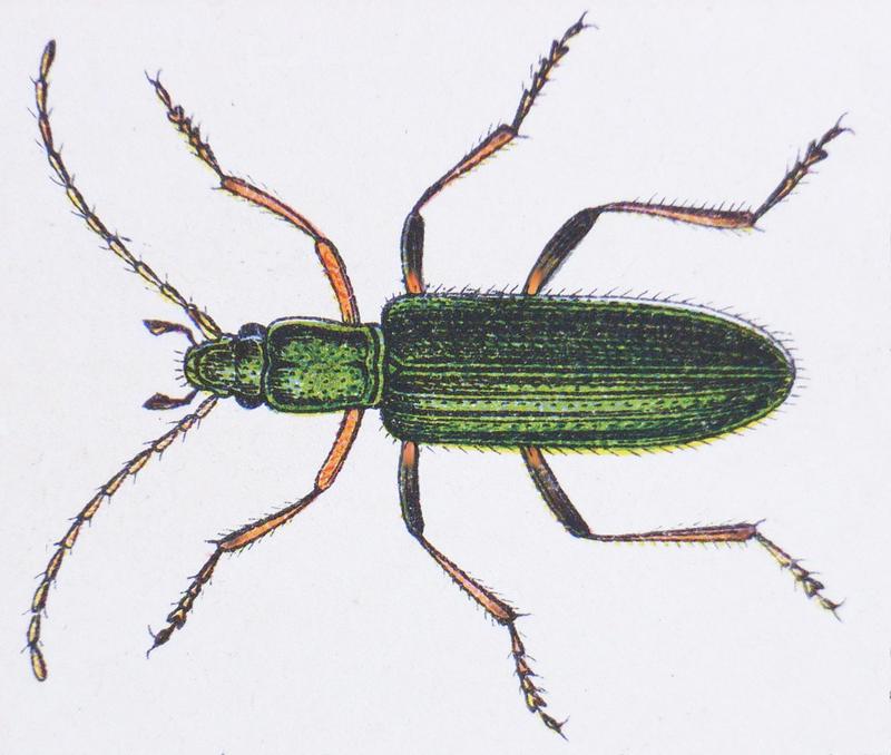 Chrysanthia geniculata geniculata - Reitter