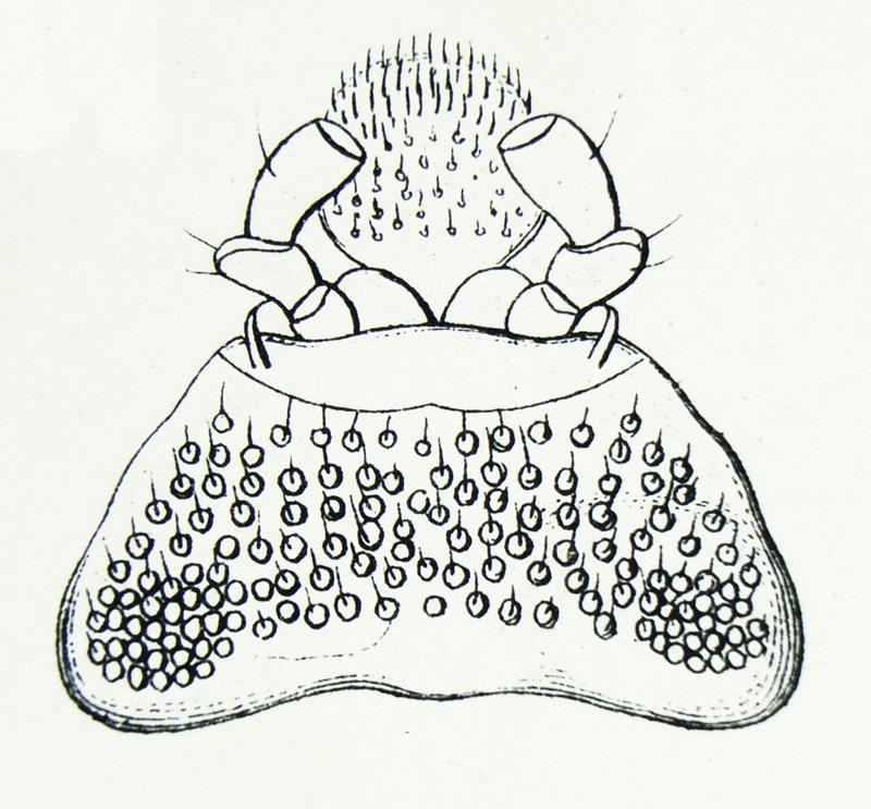 Chrysobothris affinis Reitter2