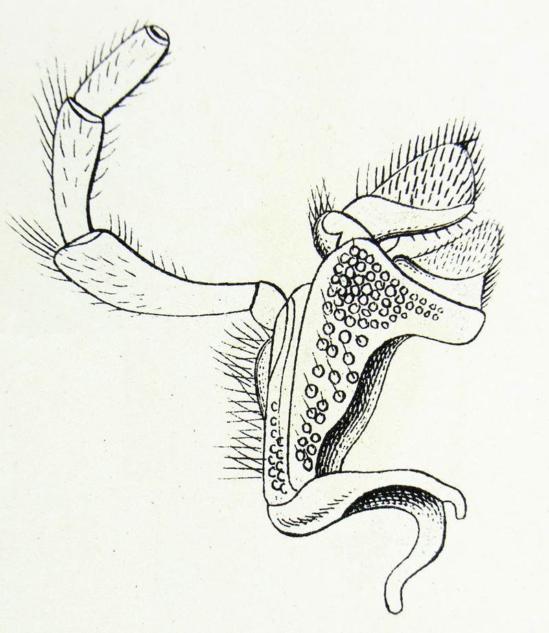 Chrysobothris affinis Reitter3