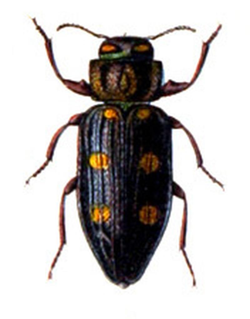 Chrysobothris chrysostigma