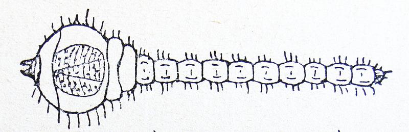 Chrysobothris sp. larva Reitter