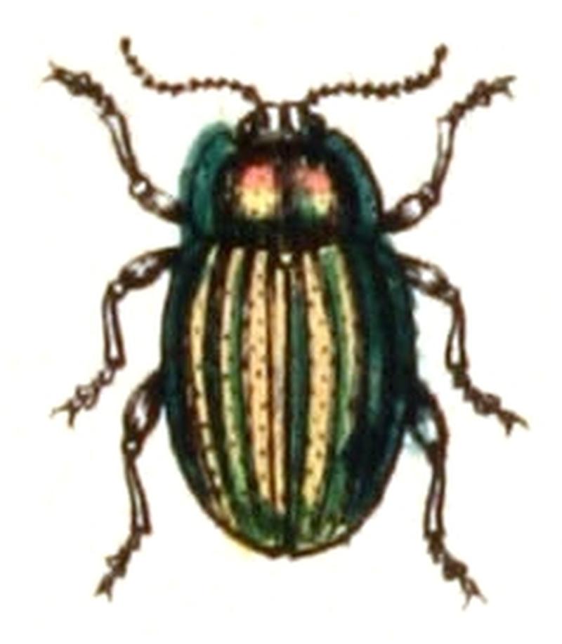 Chrysolina.cerealis.-.calwer.44.09