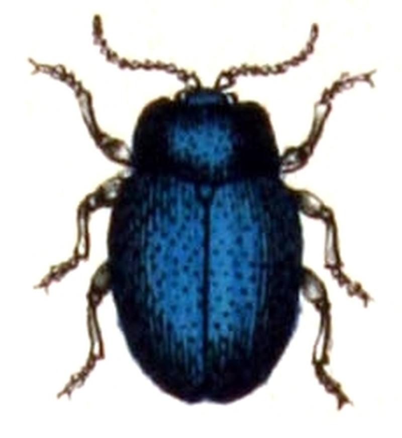 Chrysolina.coerulans.-.calwer.44.06