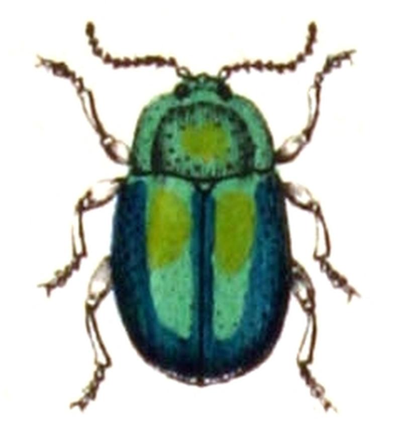 Chrysolina.fastuosa.-.calwer.44.05