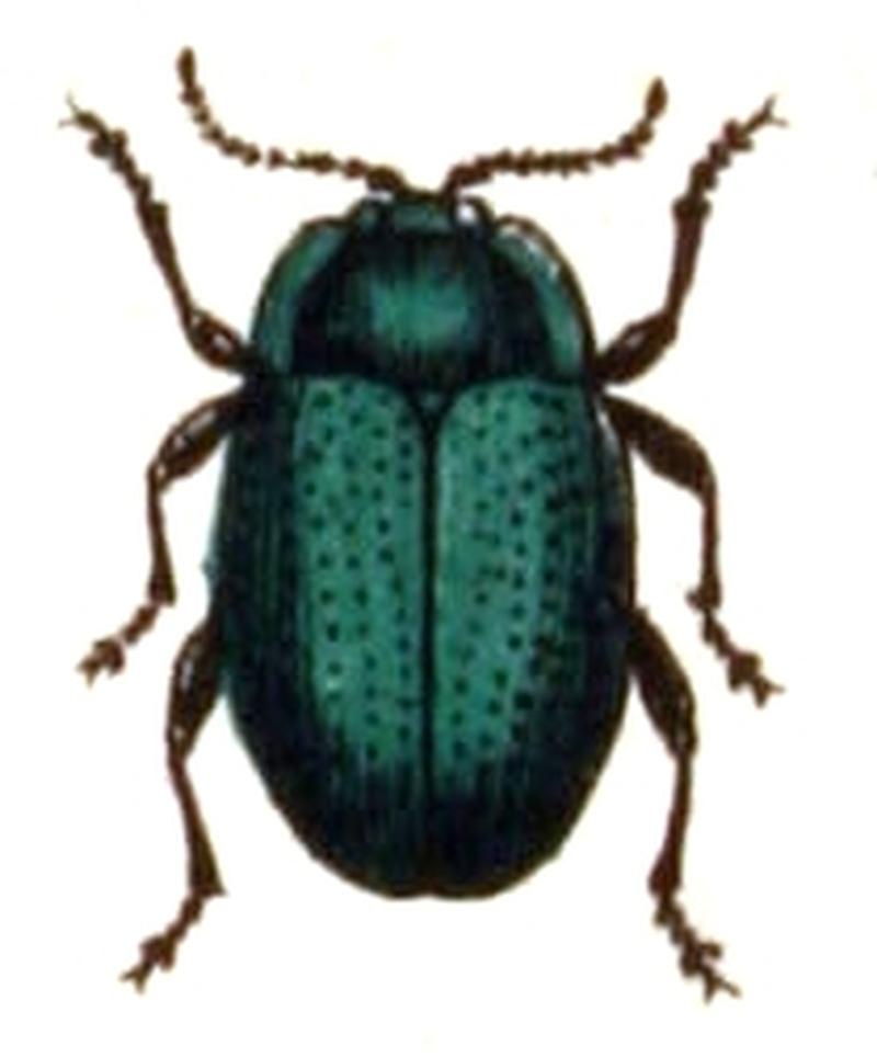 Chrysolina.oricalcia.-.calwer.44.11