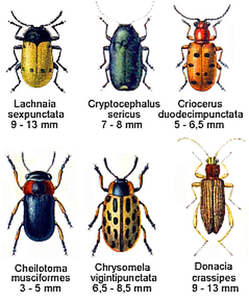 Chrysomelidae spec