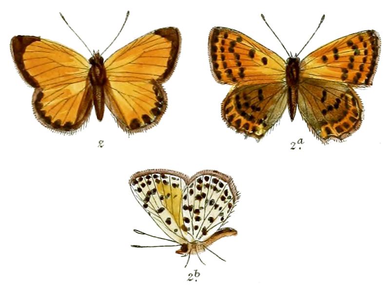 Chrysophanus aditya