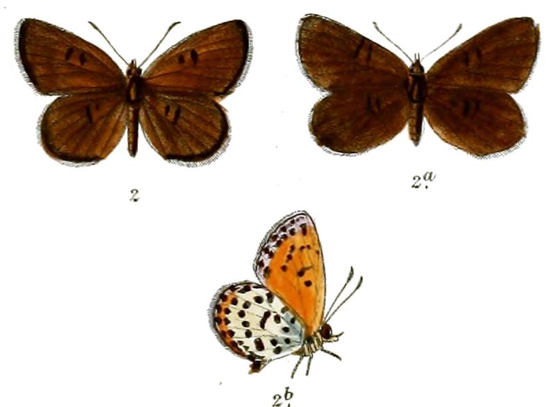 Chrysophanus evansi