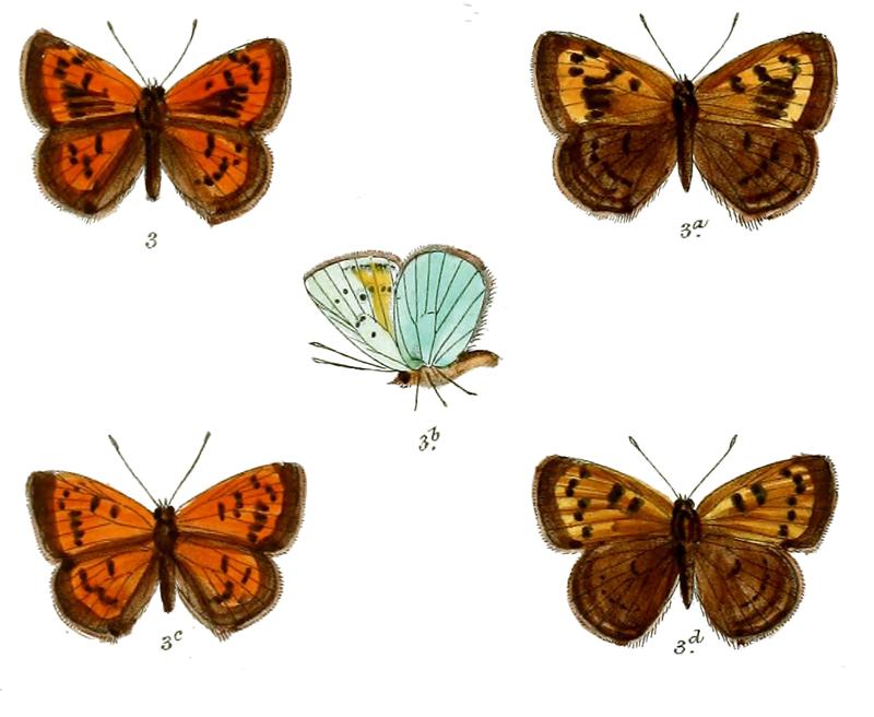 Chrysophanus kasyapa