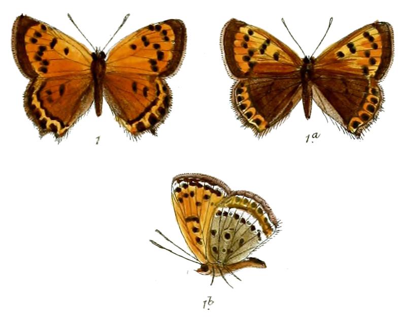 Chrysophanus pavana