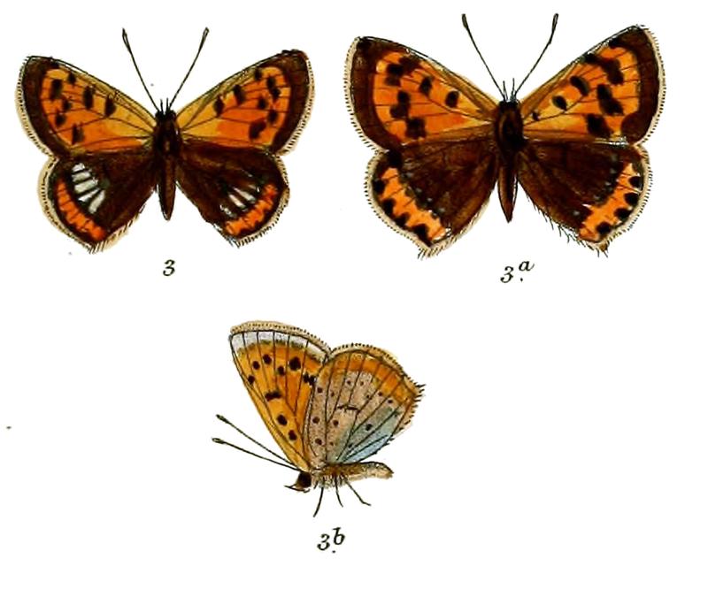 Chrysopnahus phlaeas